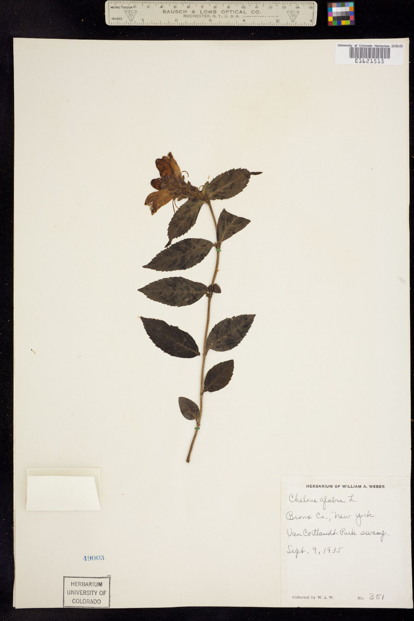 Chelone glabra image