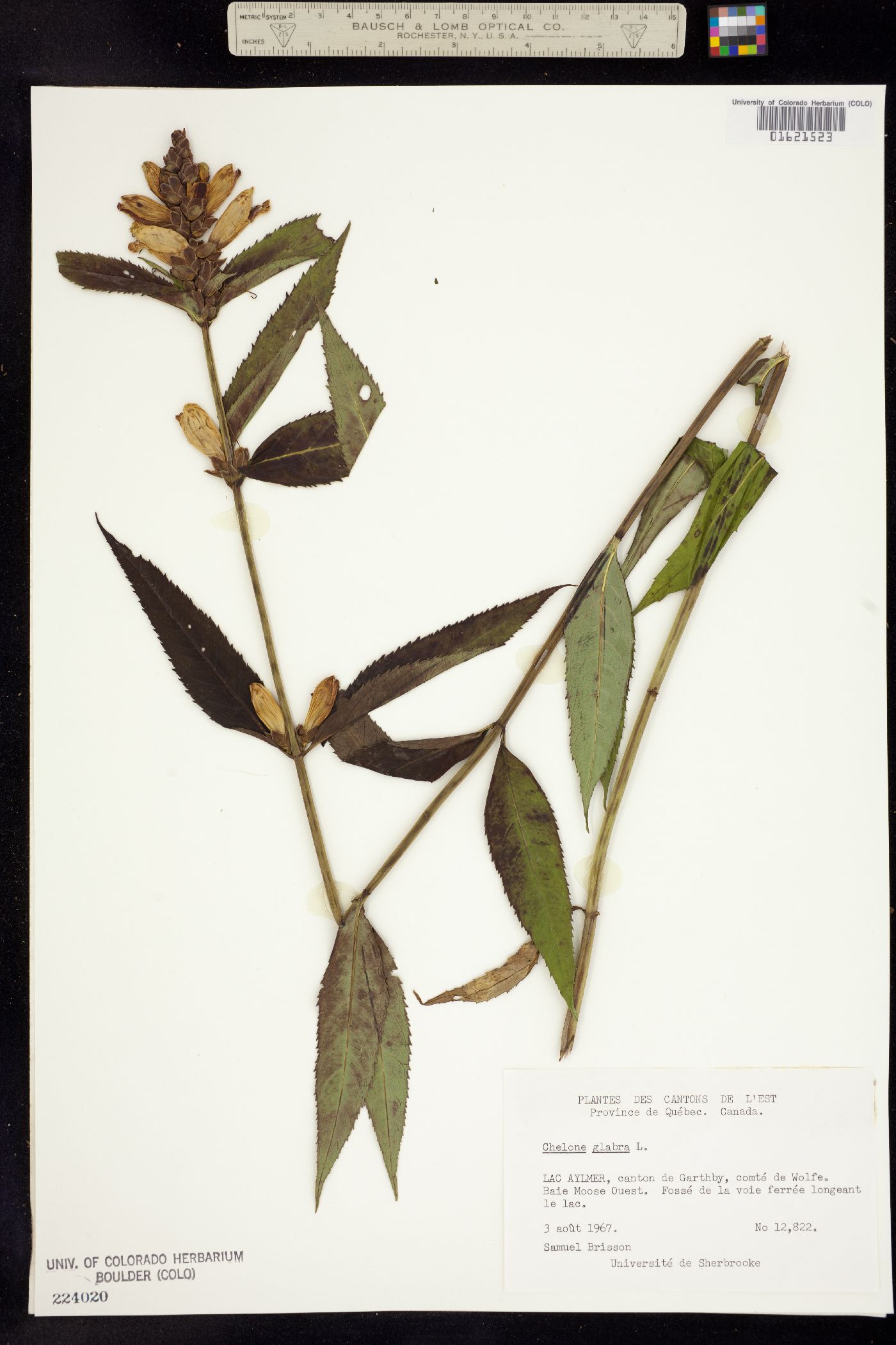 Chelone glabra image