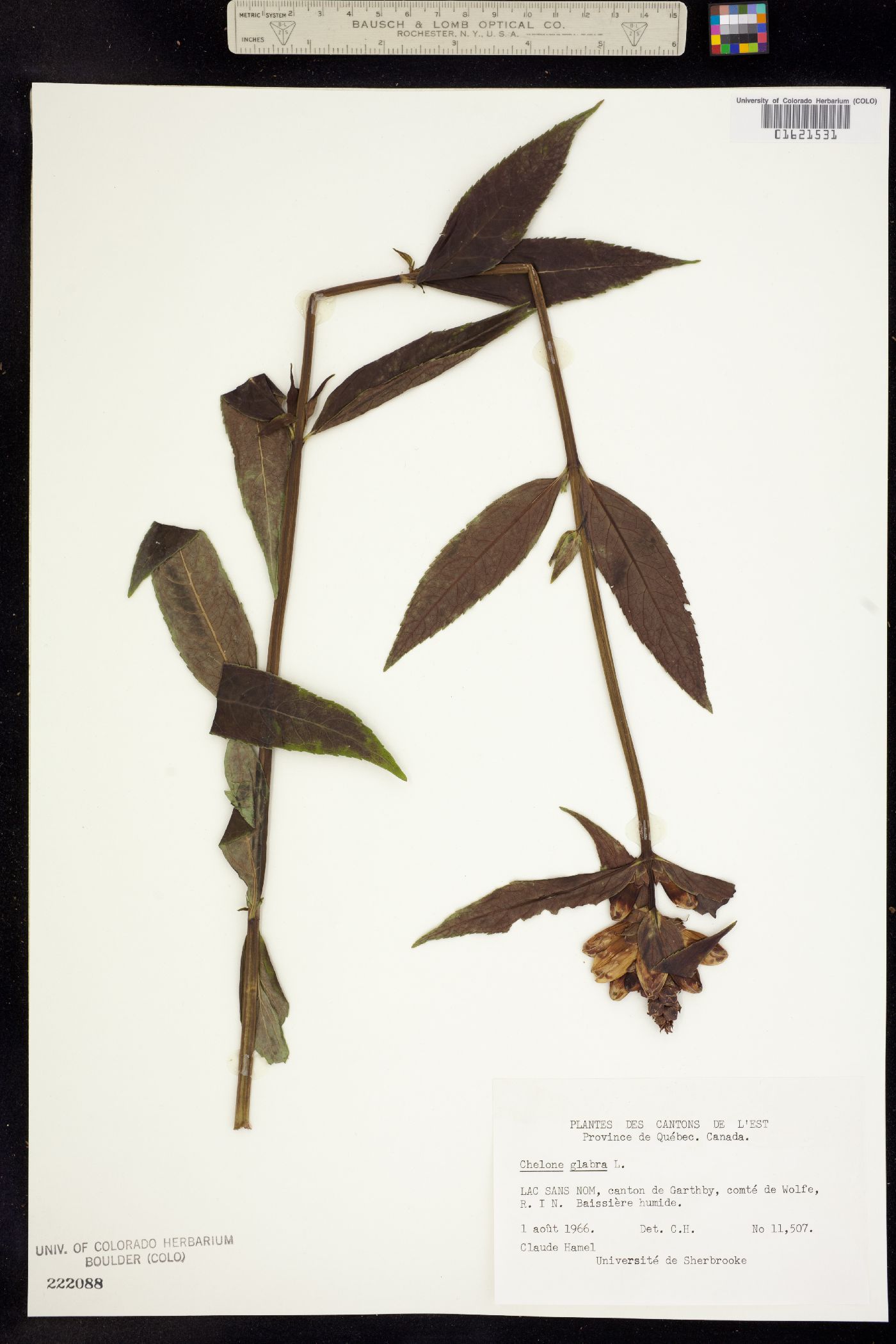 Chelone glabra image