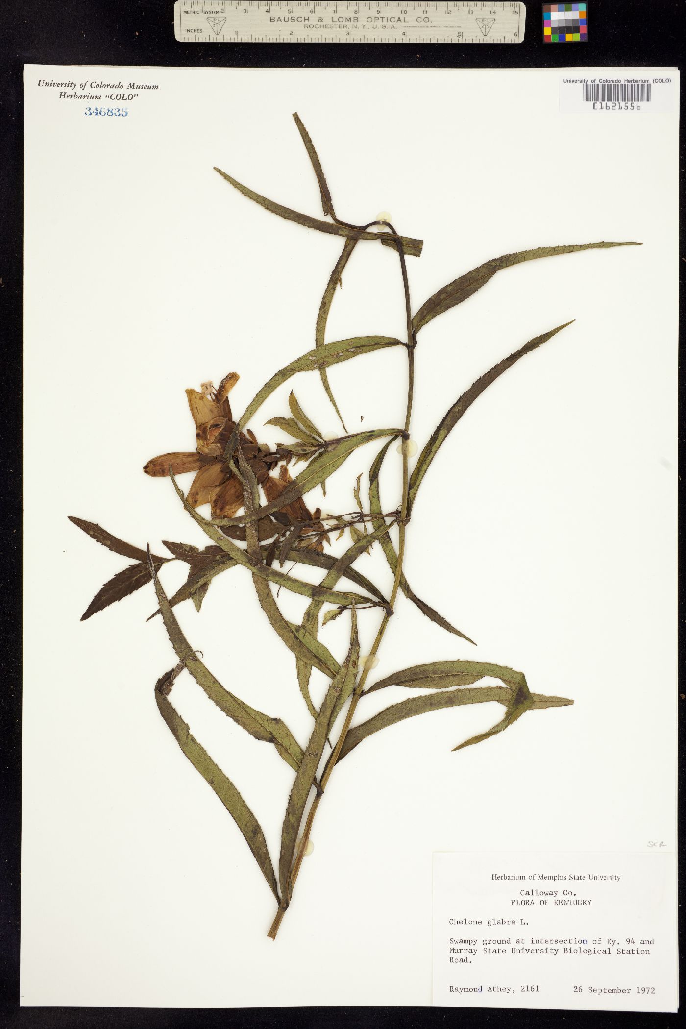 Chelone glabra image