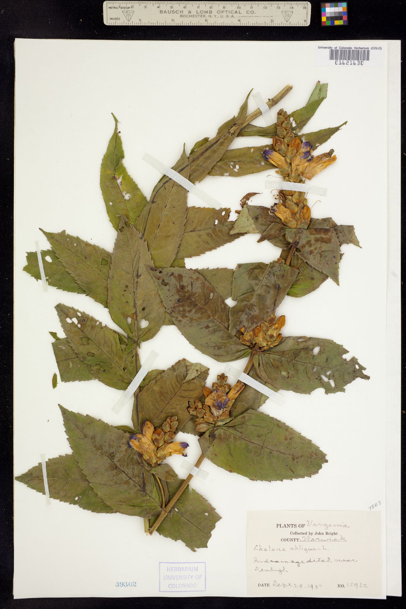 Chelone obliqua image