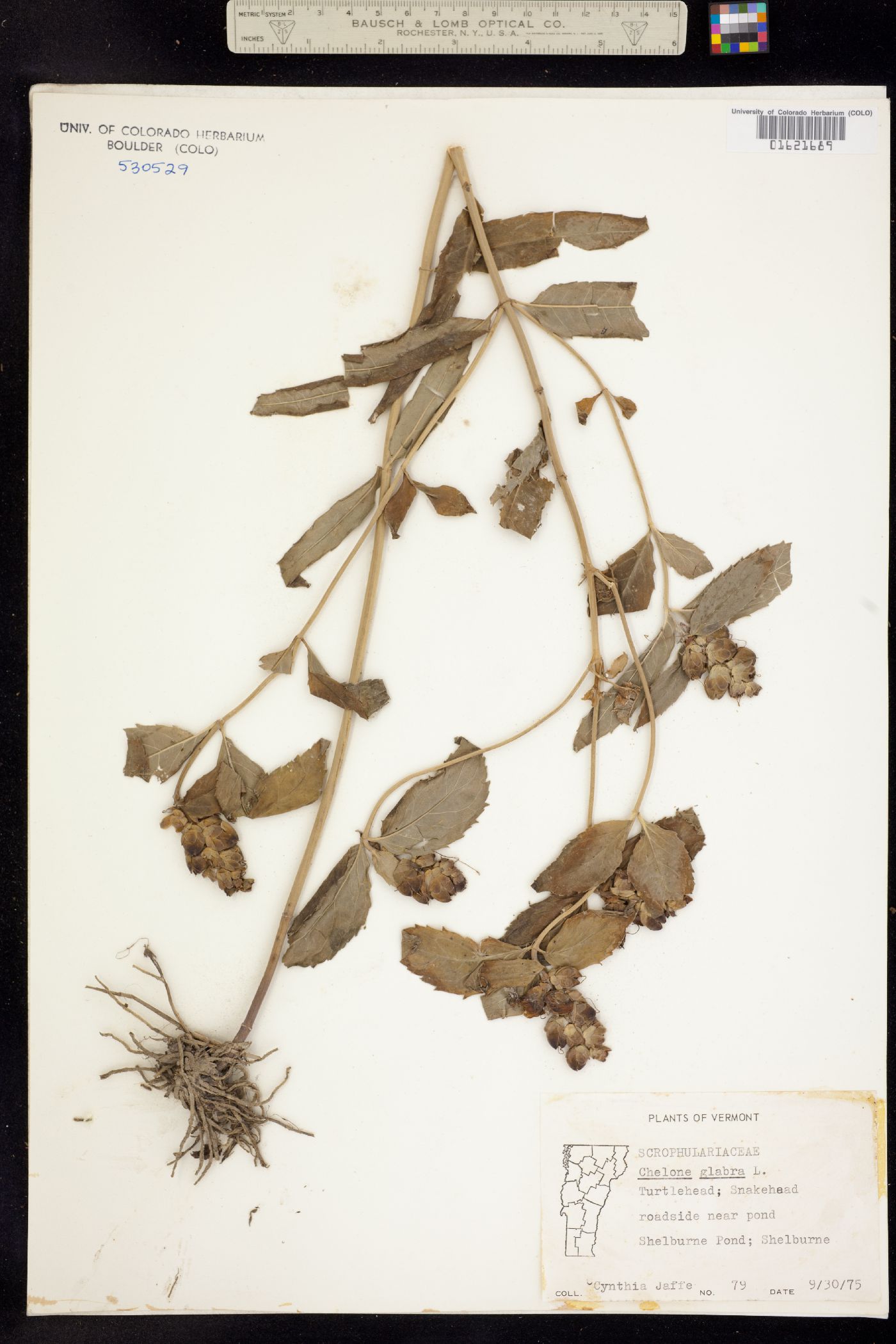Chelone glabra image