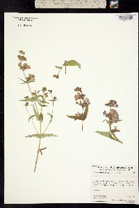 Collinsia bartsiifolia image