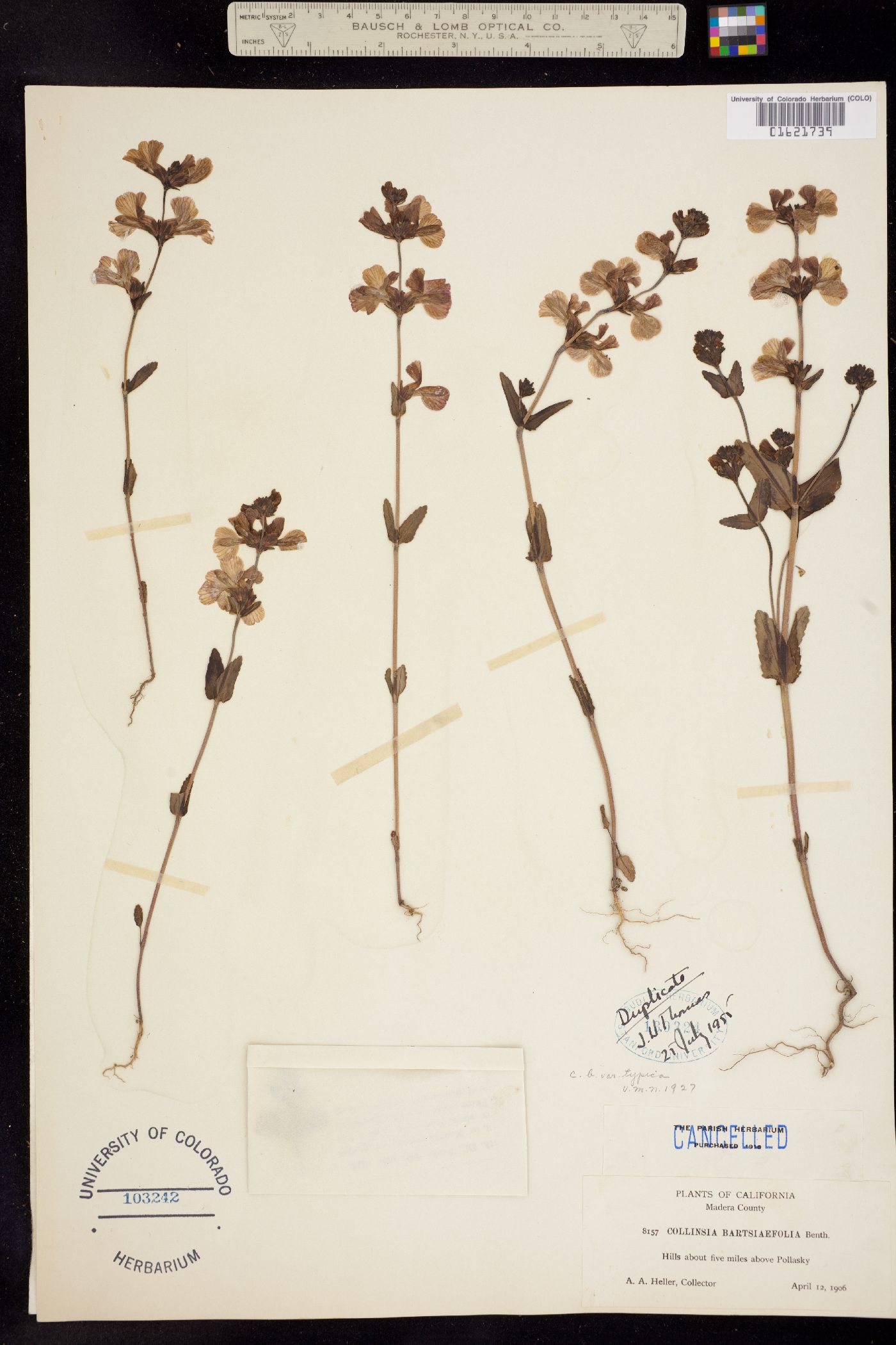 Collinsia bartsiifolia image