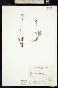 Chionophila tweedyi image