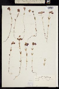 Collinsia bicolor image