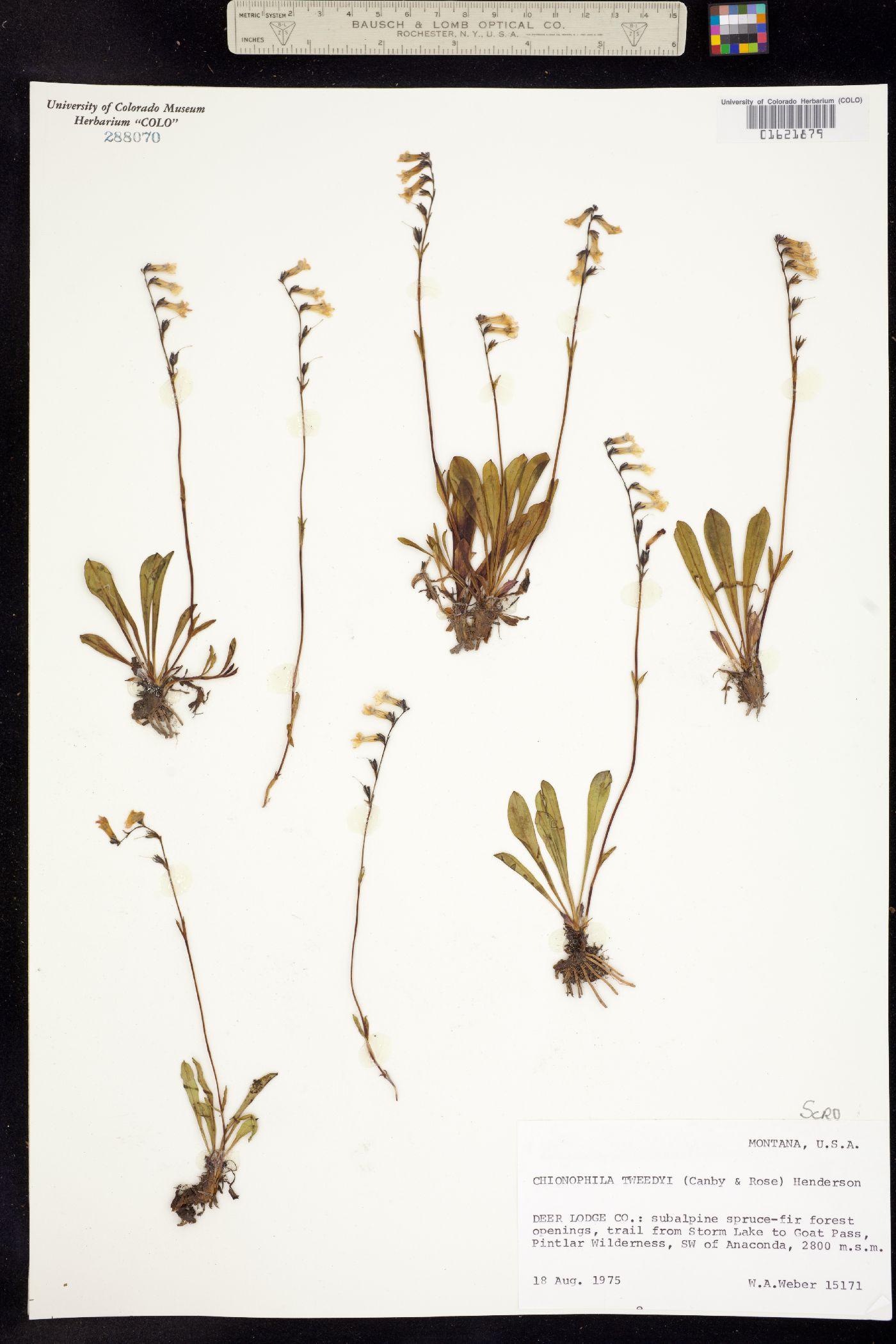 Chionophila tweedyi image