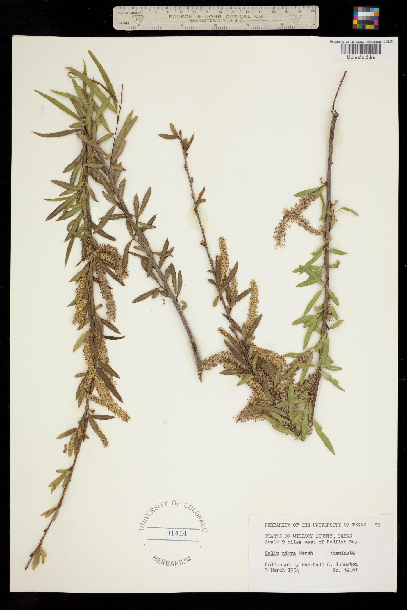 Salix nigra image