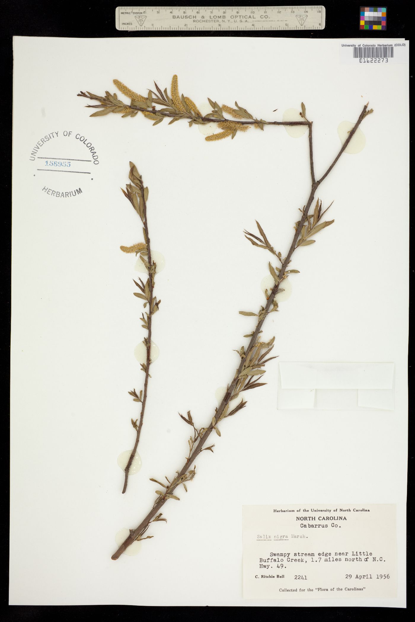 Salix nigra image