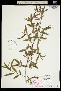 Salix nigra image