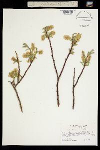 Image of Salix orestera