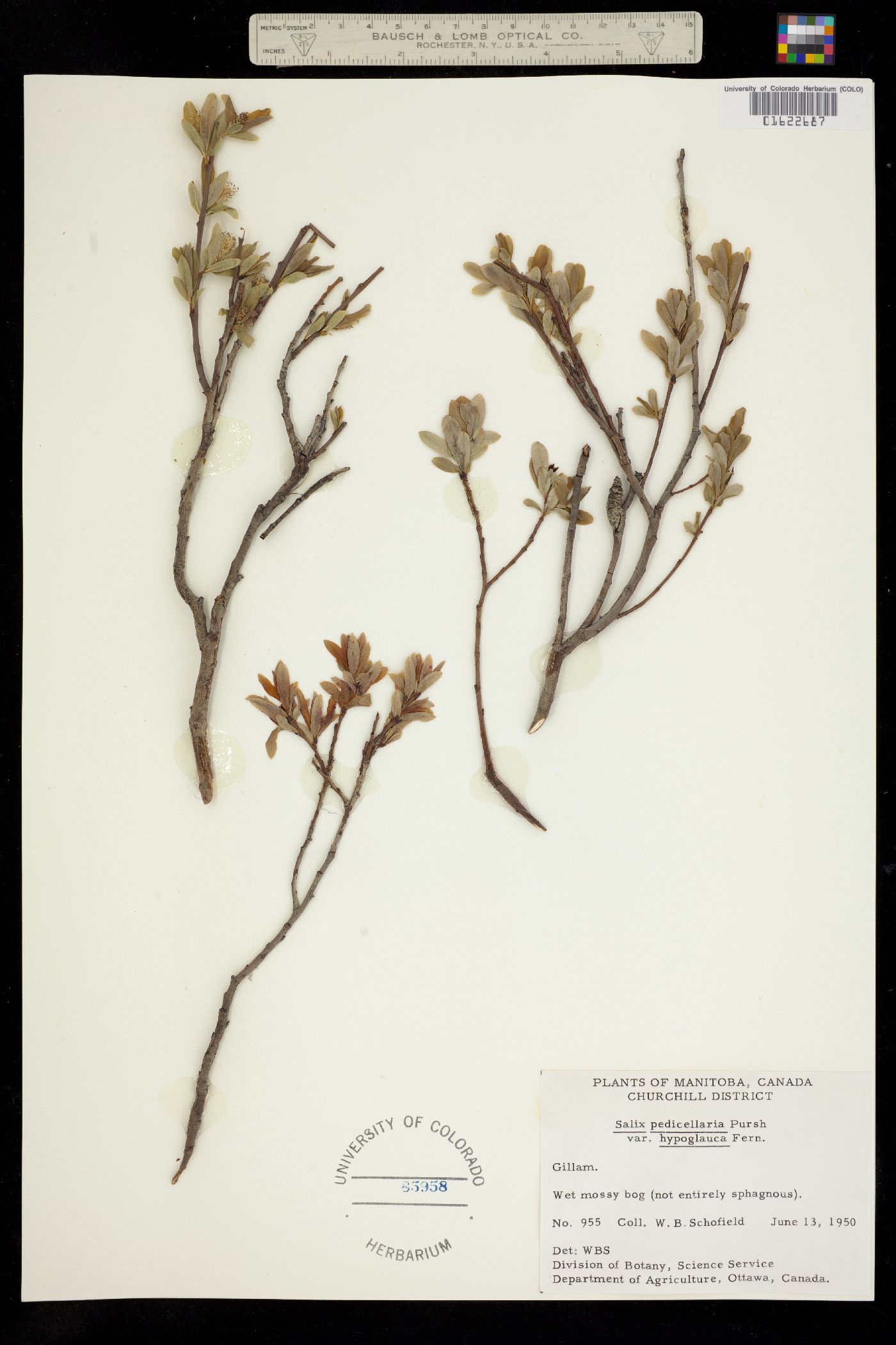Salix pedicellaris image
