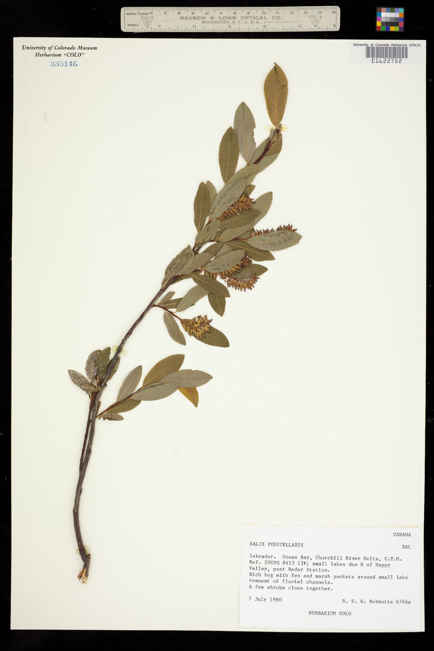 Salix pedicellaris image