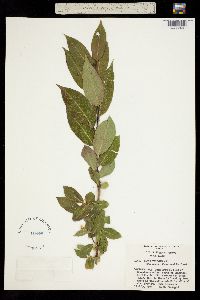Image of Salix pentandra