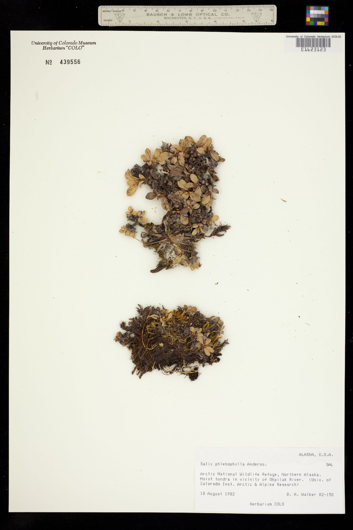 Salix phlebophylla image