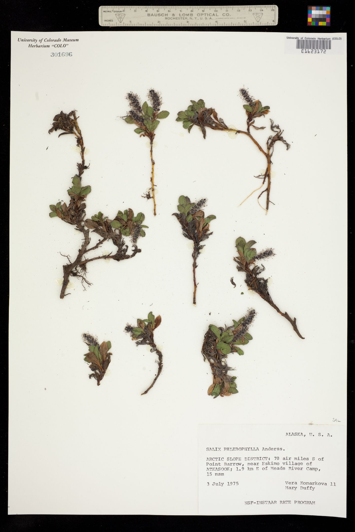 Salix phlebophylla image