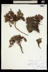 Salix phlebophylla image