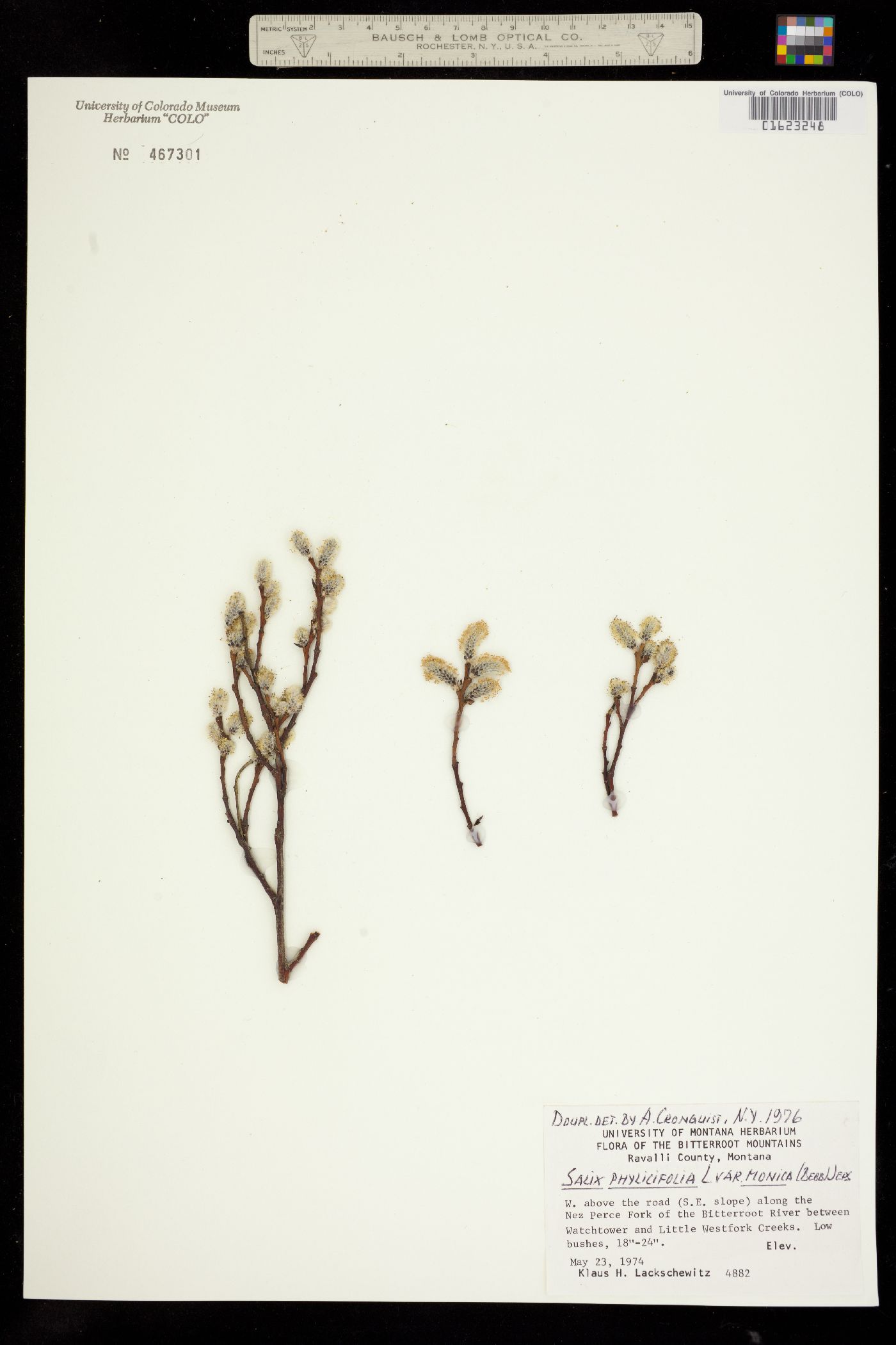 Salix pulchra image