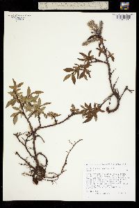 Image of Salix pulchra