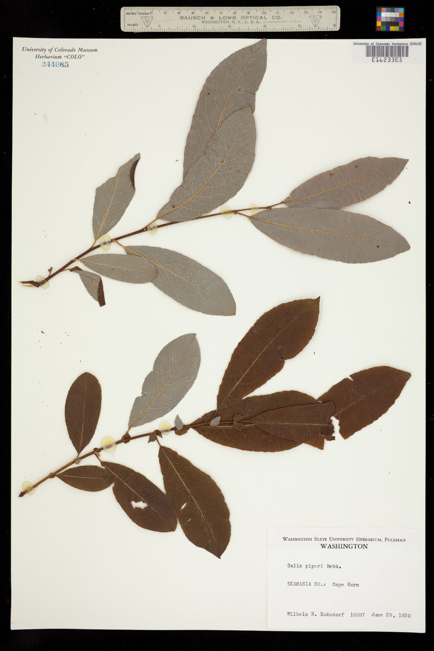 Salix hookeriana image