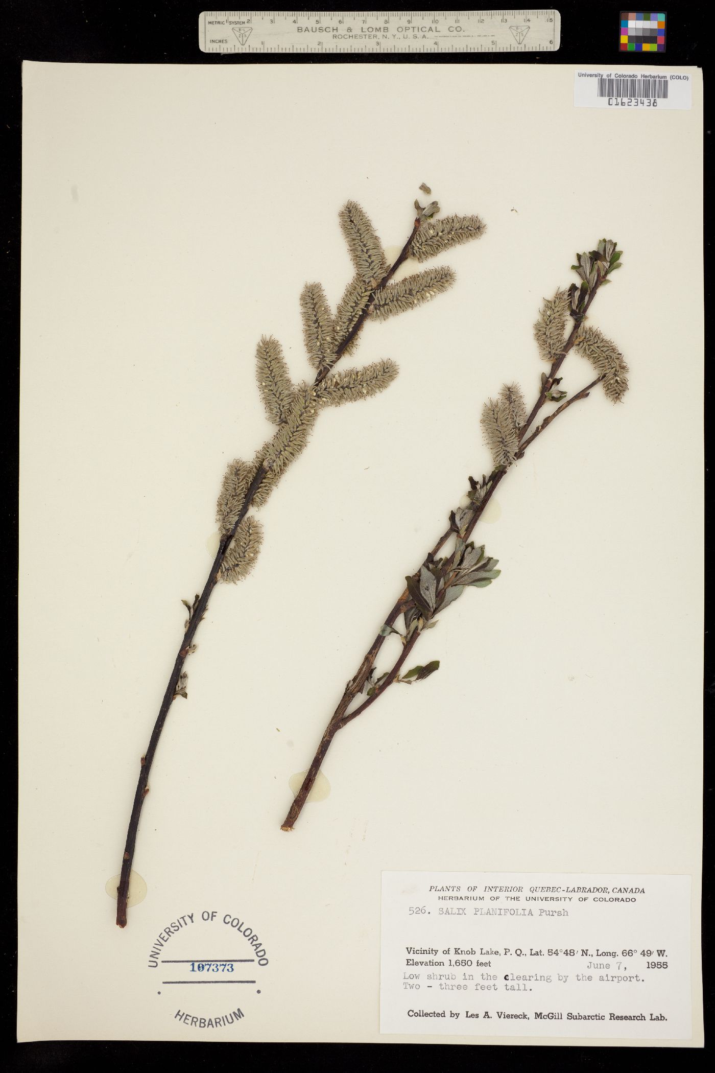 Salix planifolia image