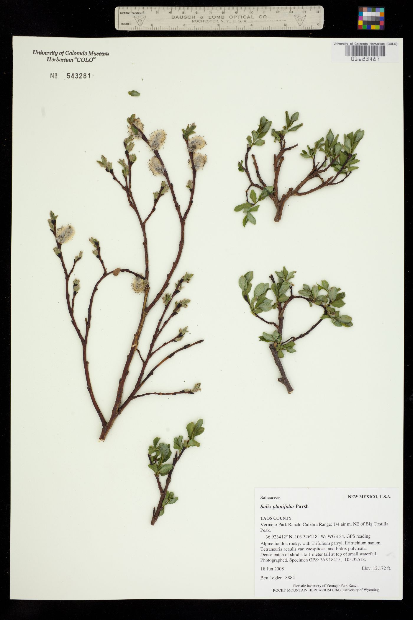 Salix planifolia image