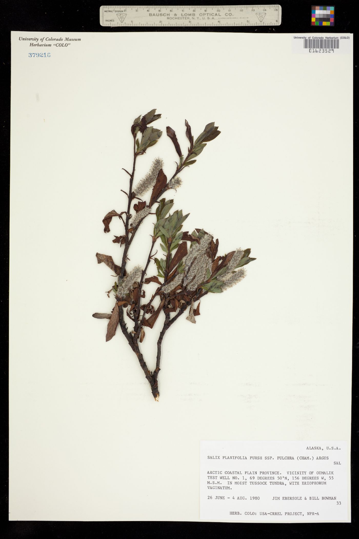 Salix planifolia image