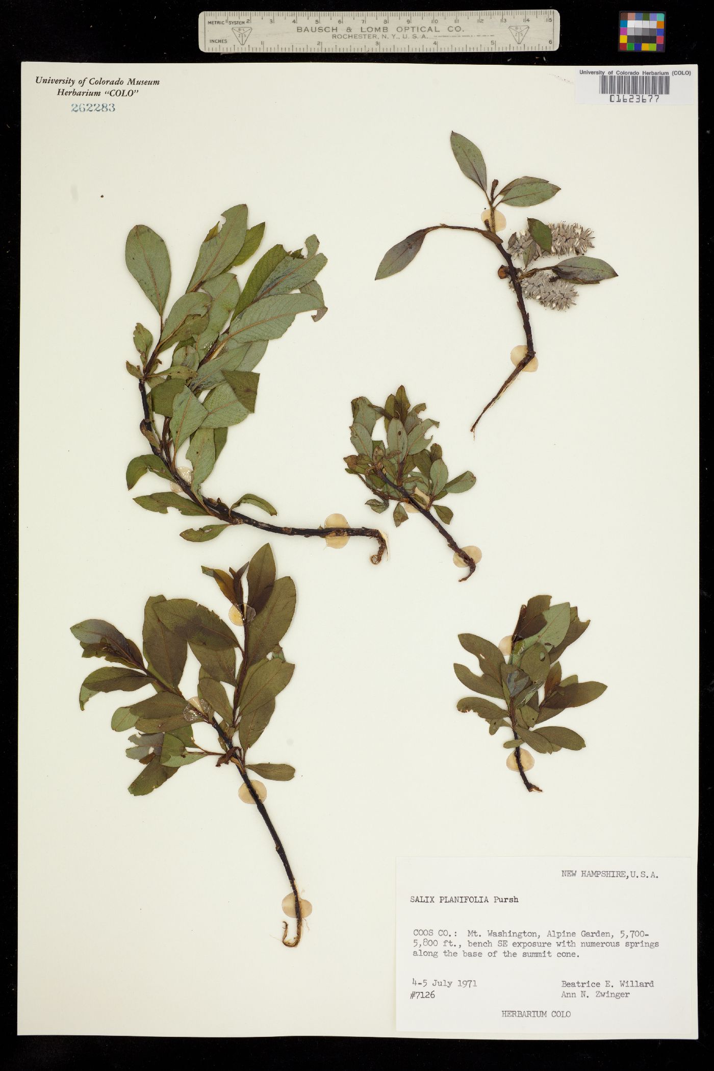 Salix planifolia image