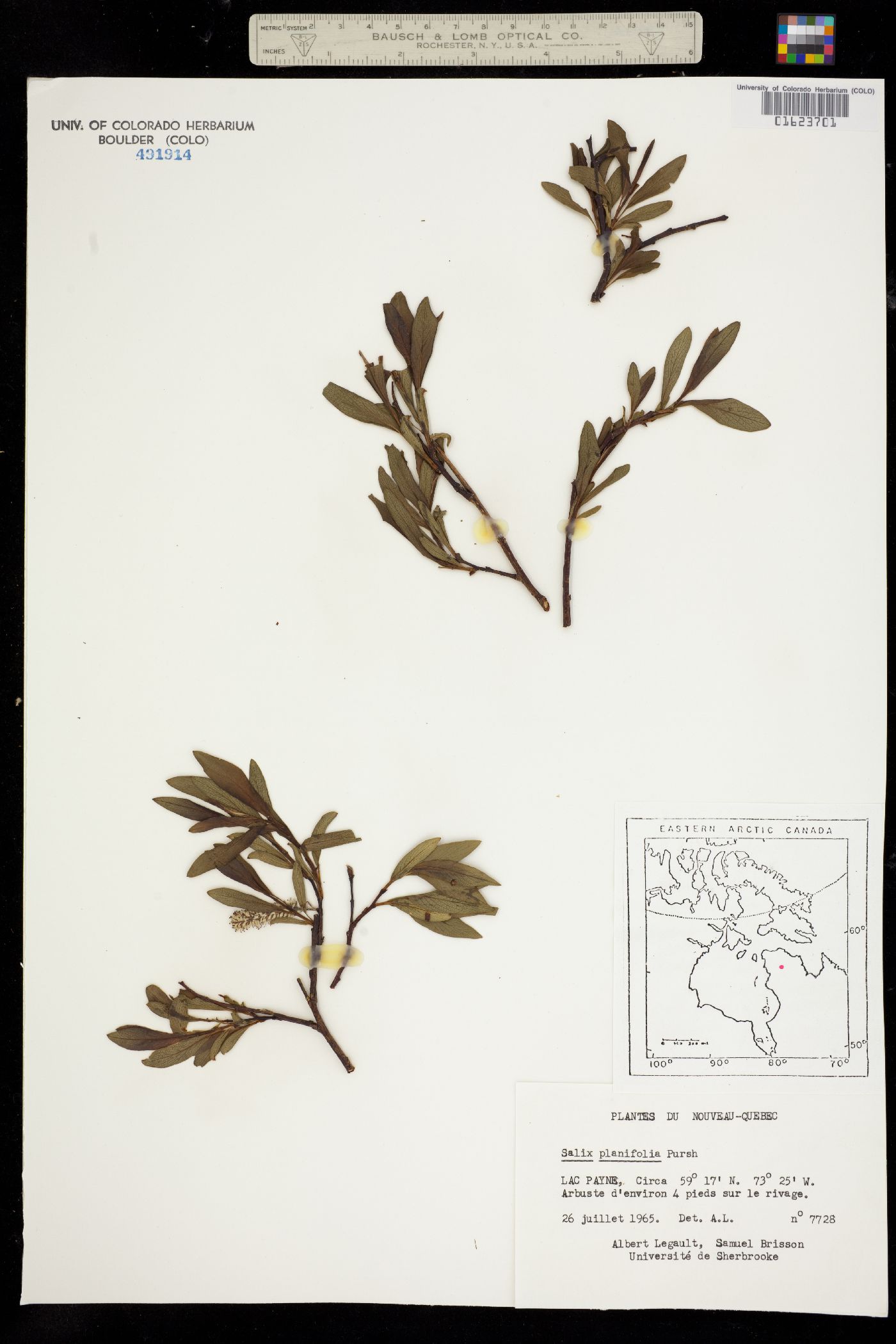 Salix planifolia image