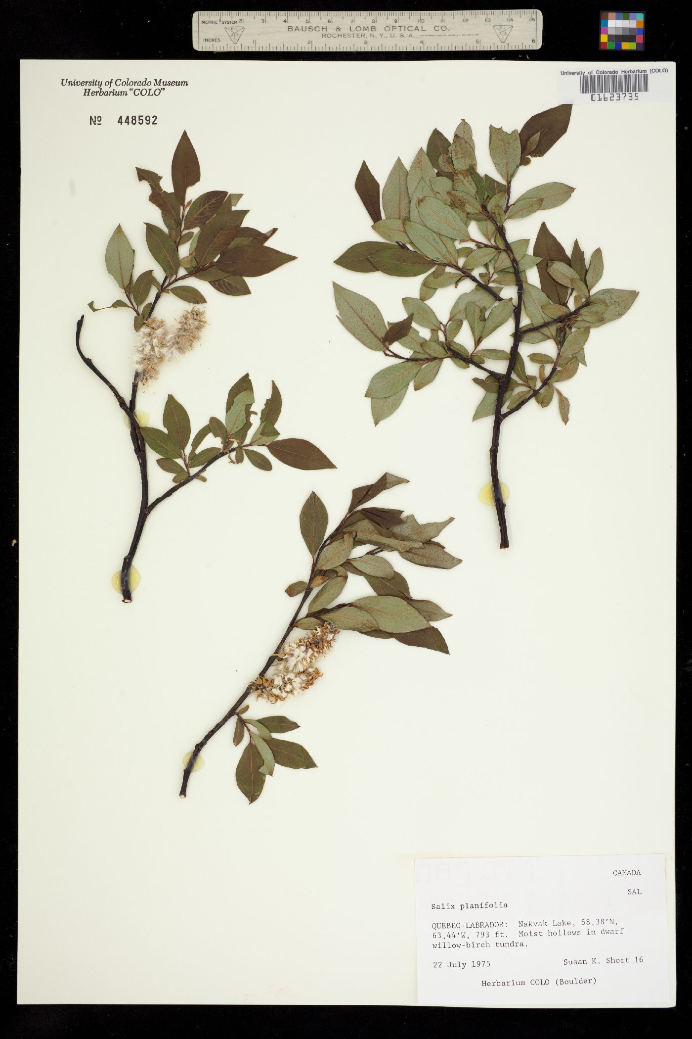 Salicaceae image