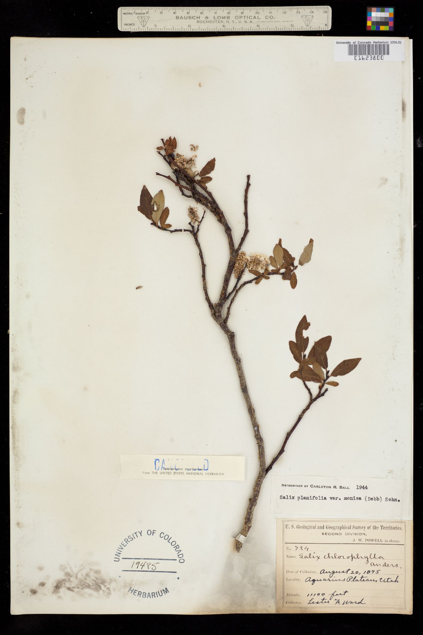 Salix planifolia image