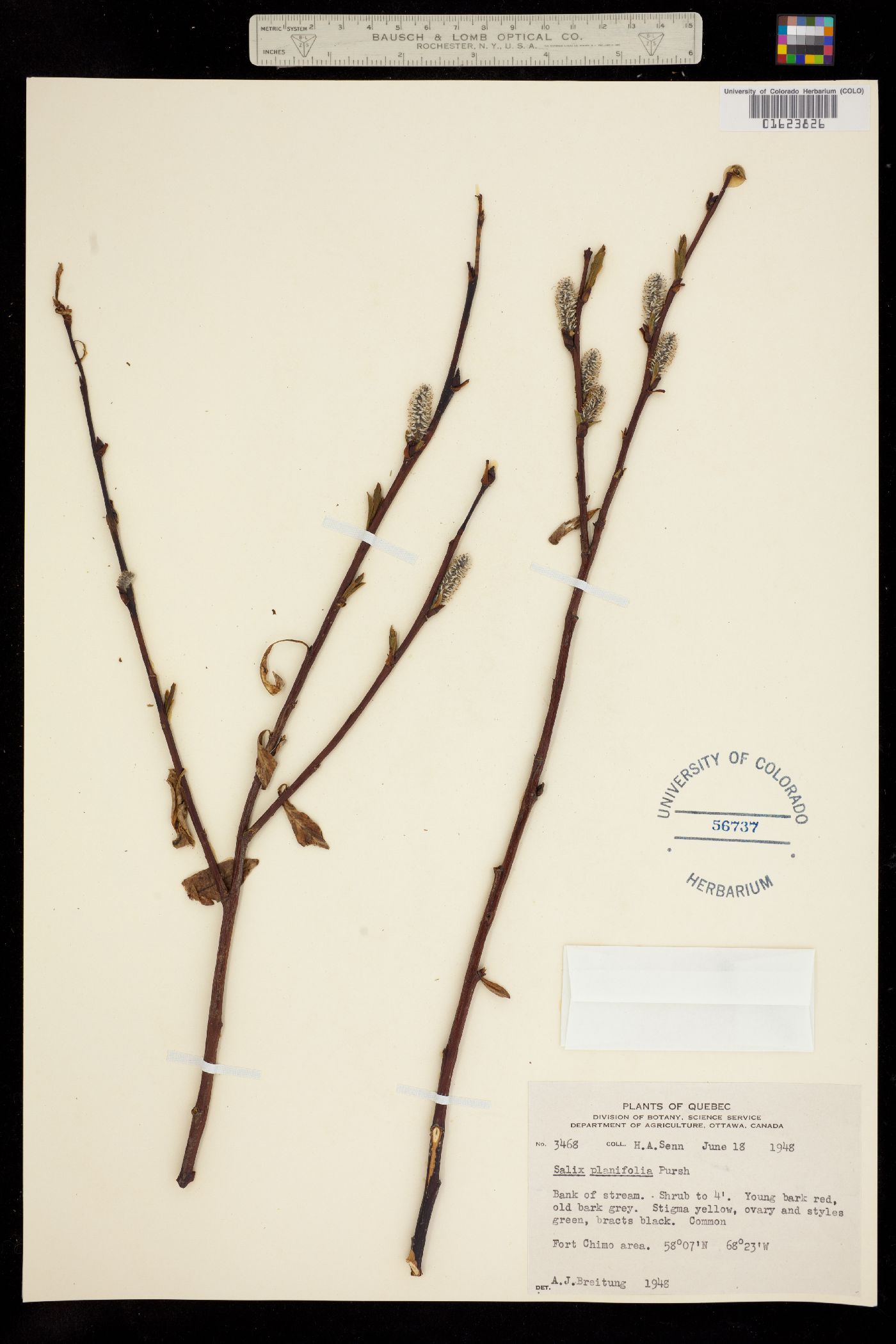 Salix image