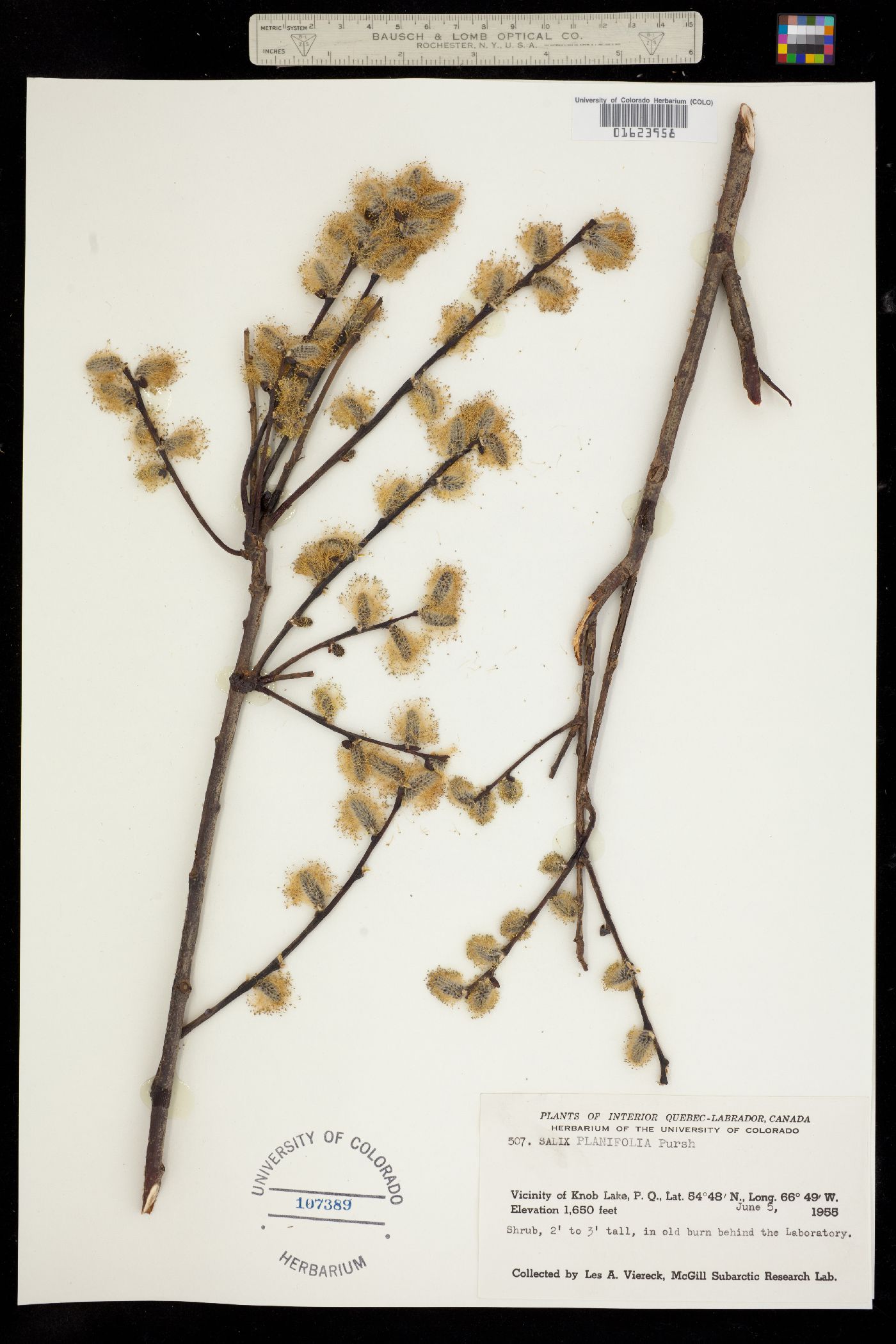 Salix planifolia image