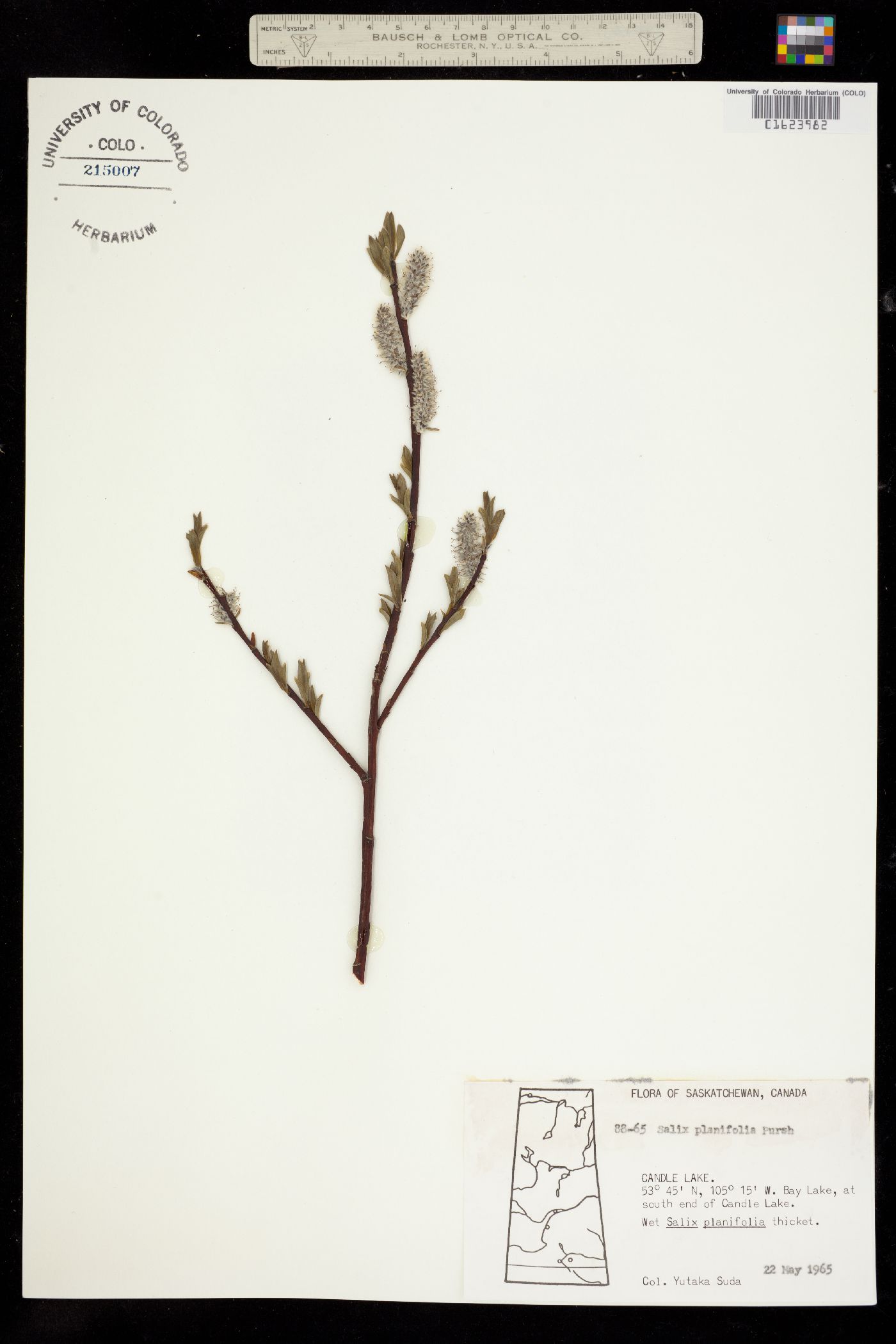 Salix planifolia image