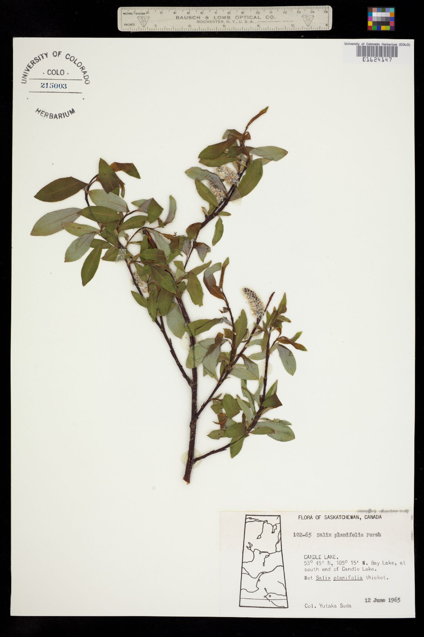 Salix planifolia image