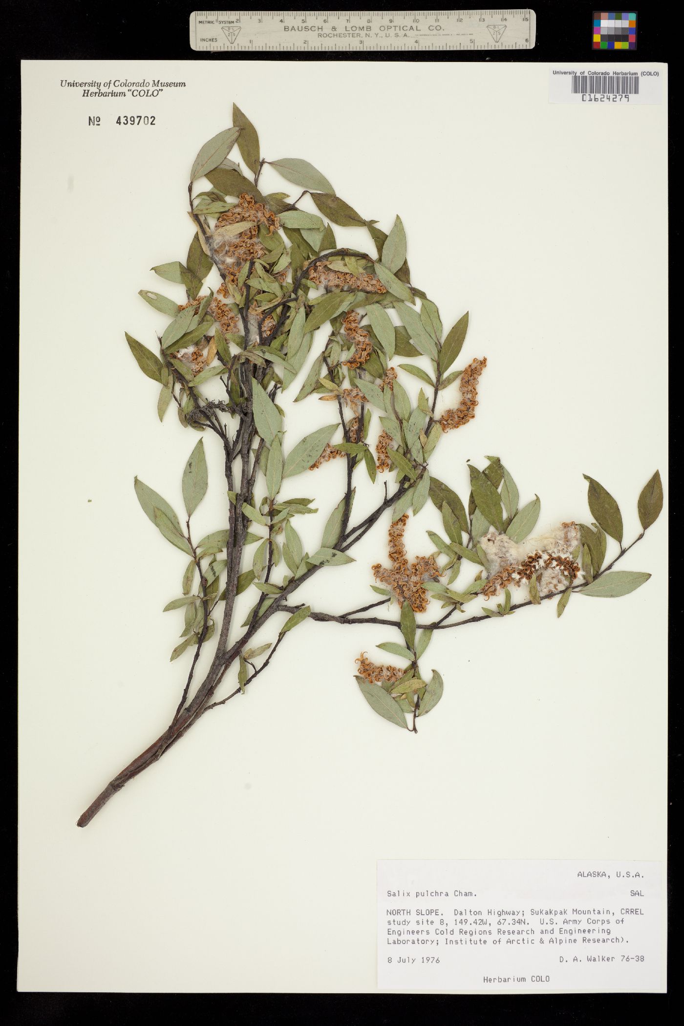 Salix pulchra image