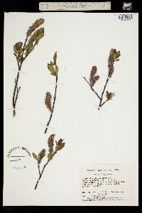 Salix planifolia subsp. pulchra image