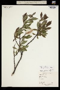 Salix planifolia subsp. pulchra image