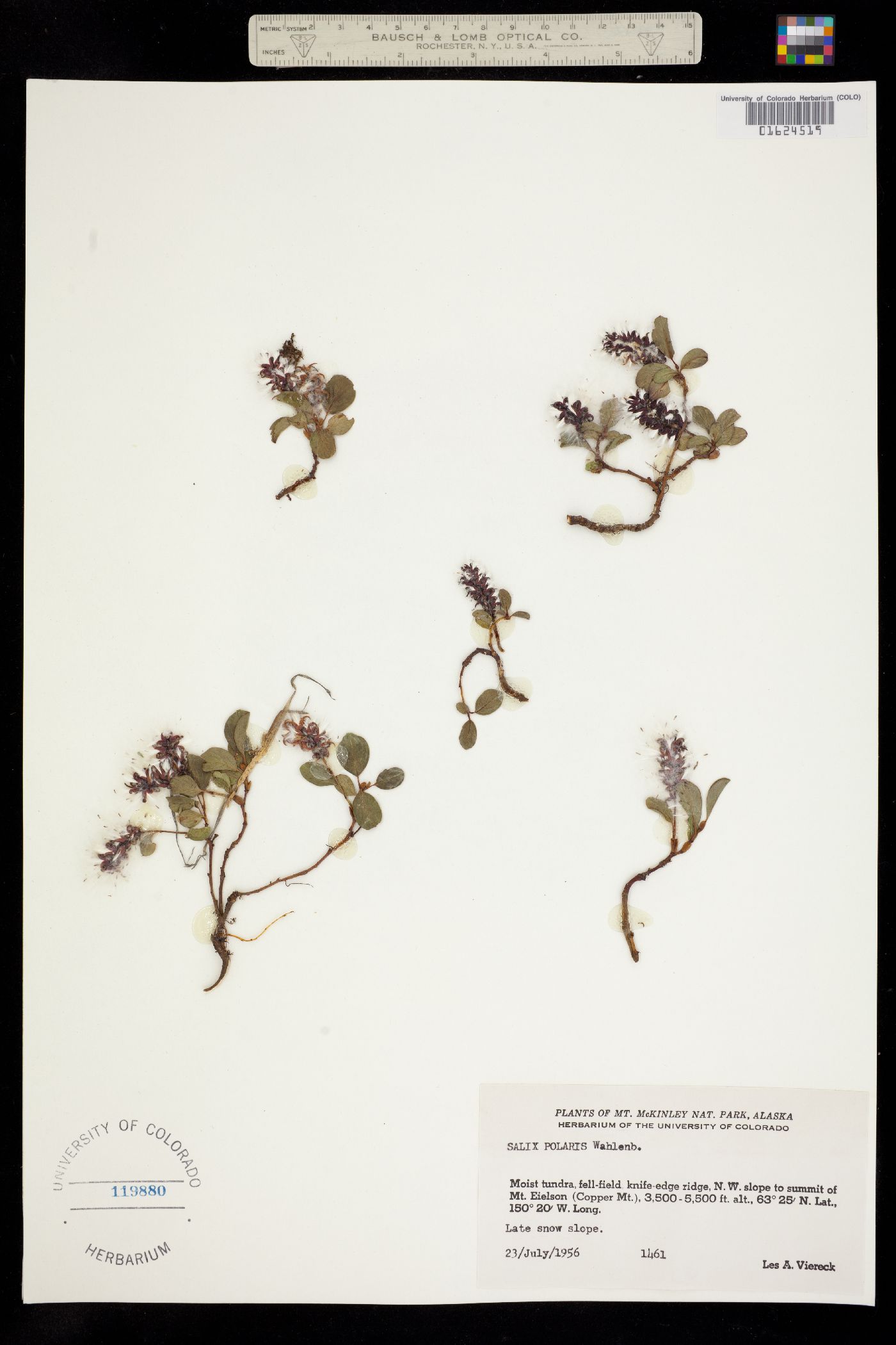 Salix polaris image