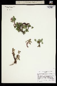 Image of Salix polaris