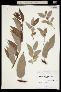 Image of Salix prolixa