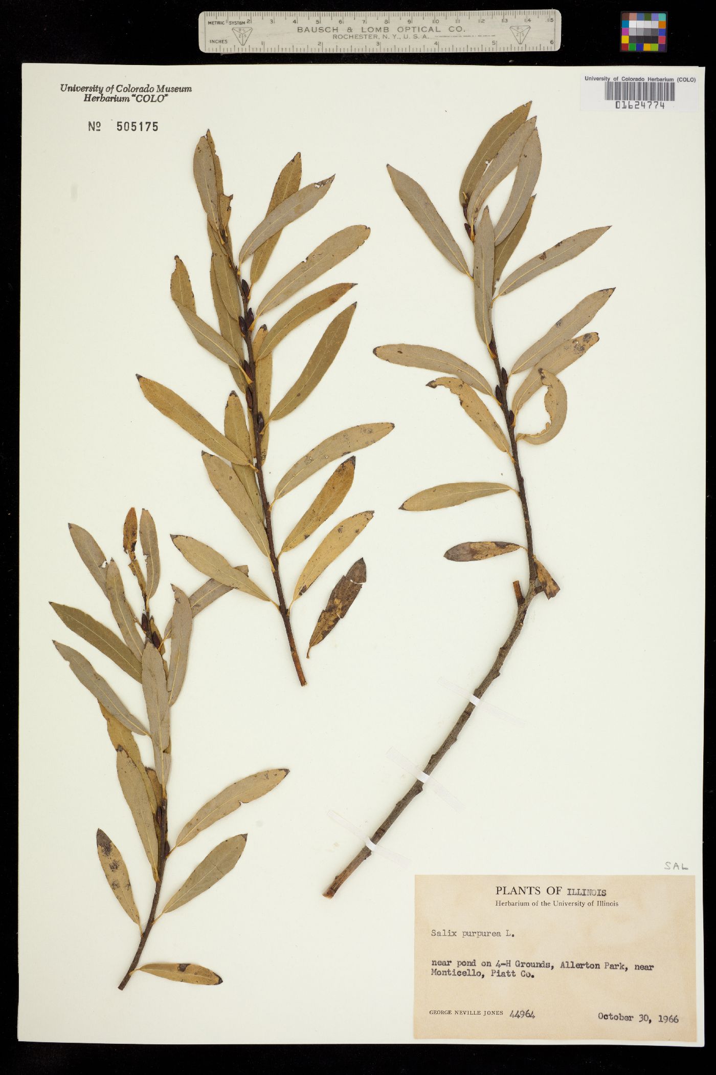 Salix pseudocordata image