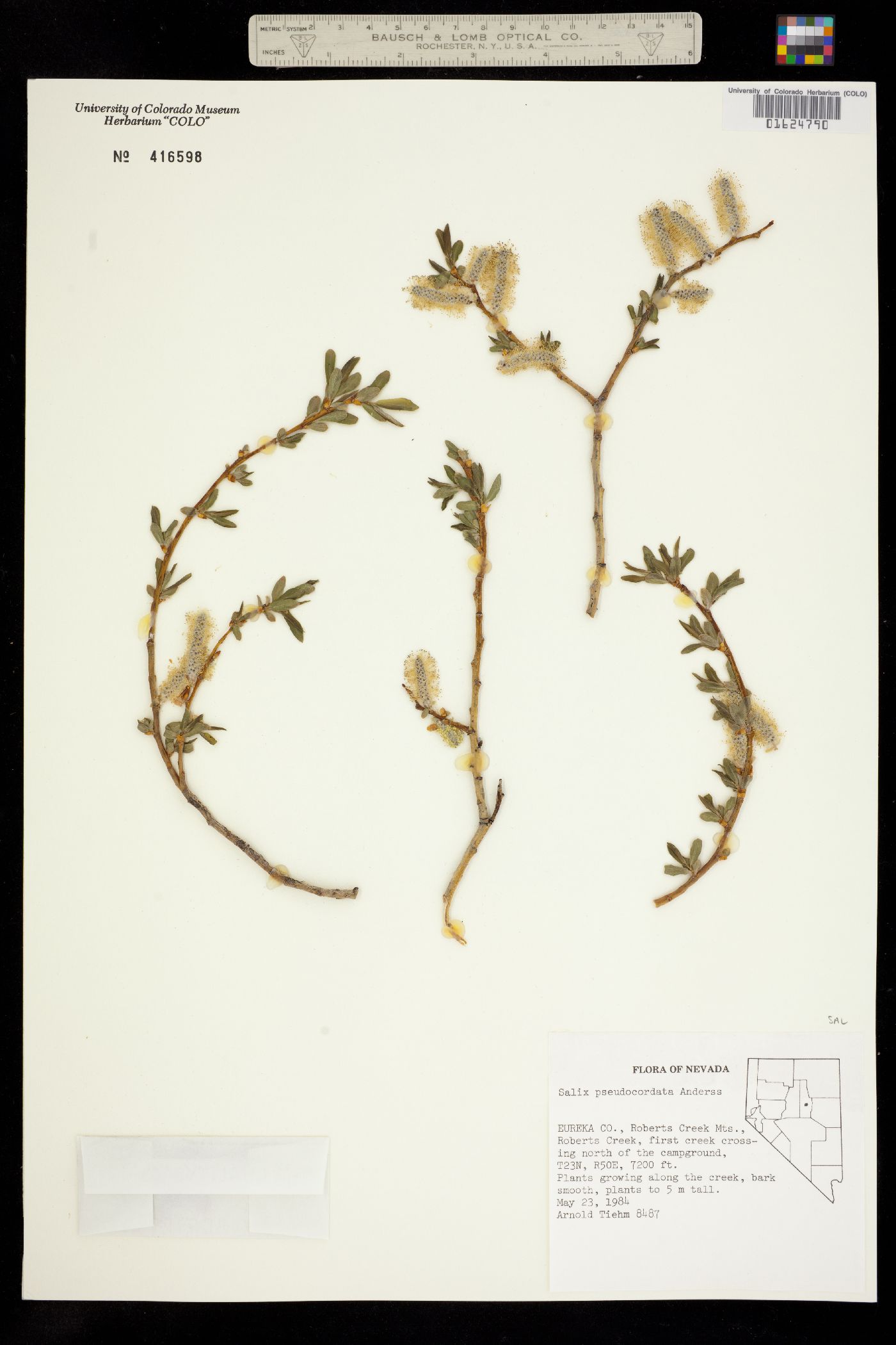 Salix pseudocordata image
