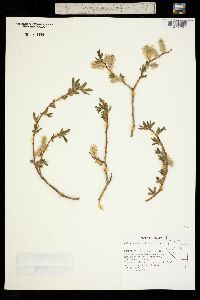 Image of Salix pseudocordata