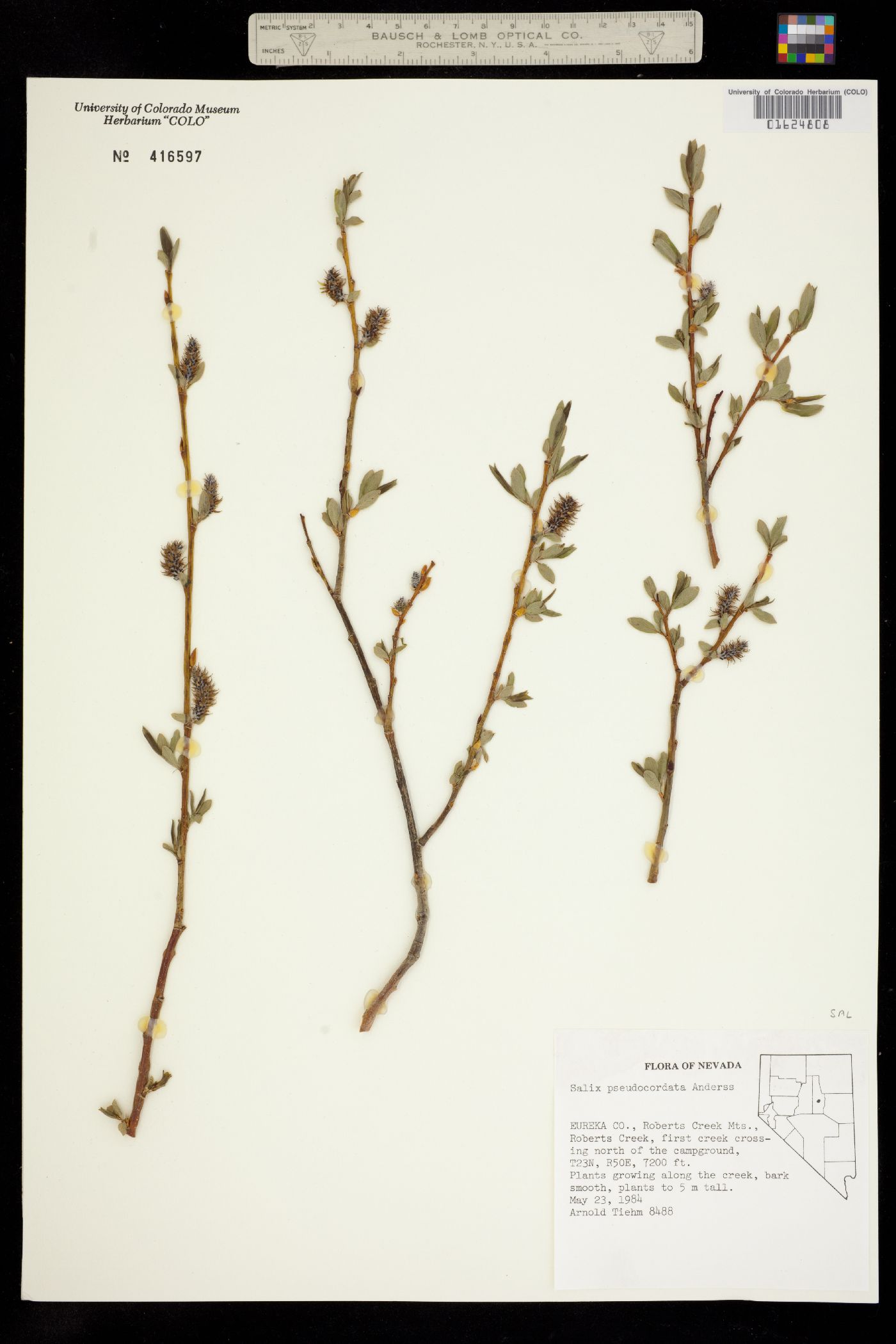 Salix pseudocordata image