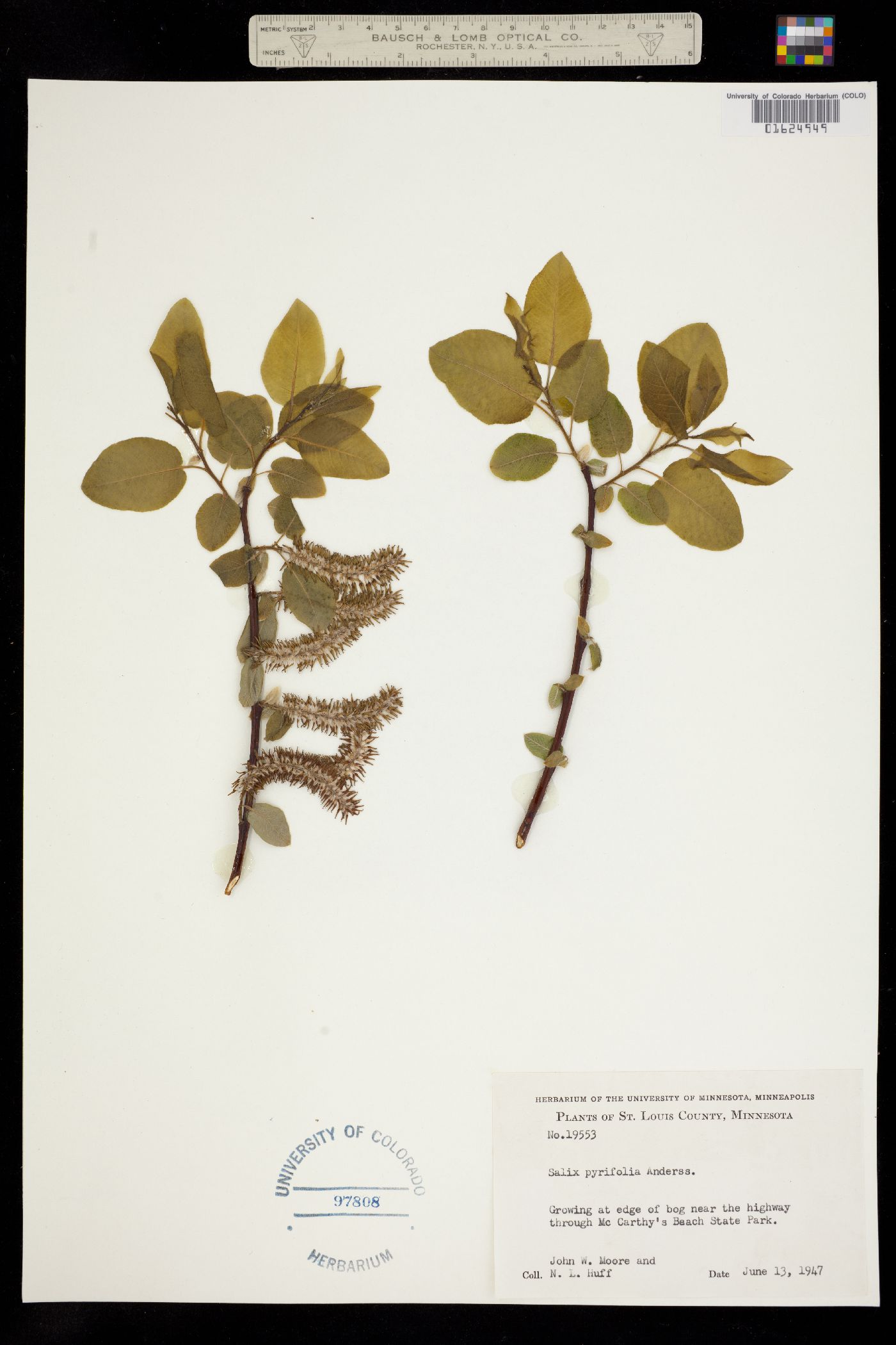 Salix pyrifolia image