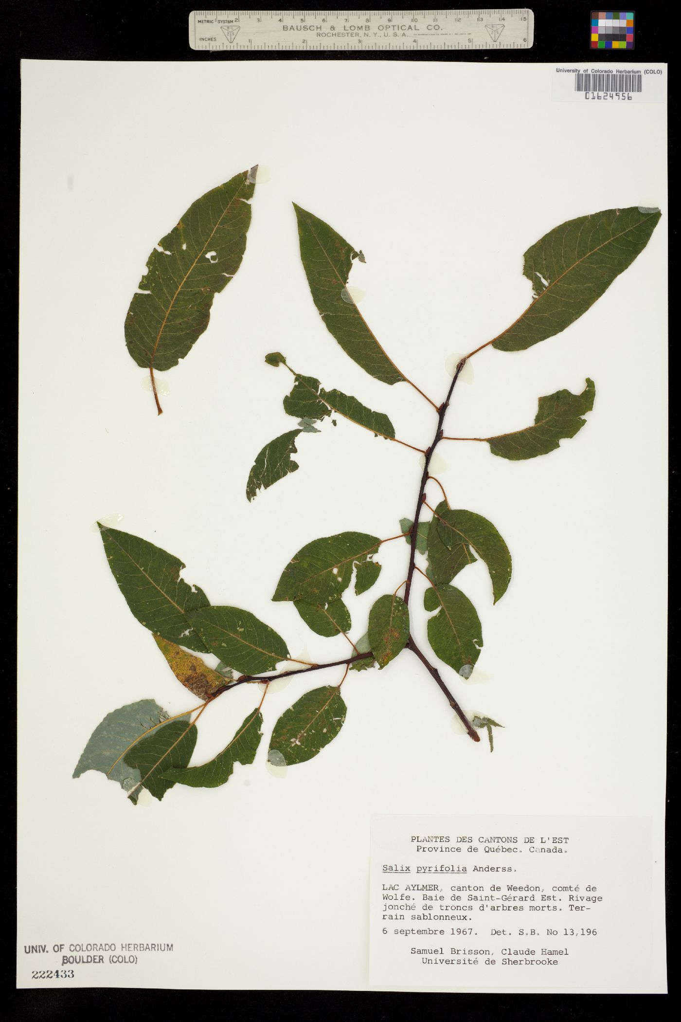 Salix pyrifolia image
