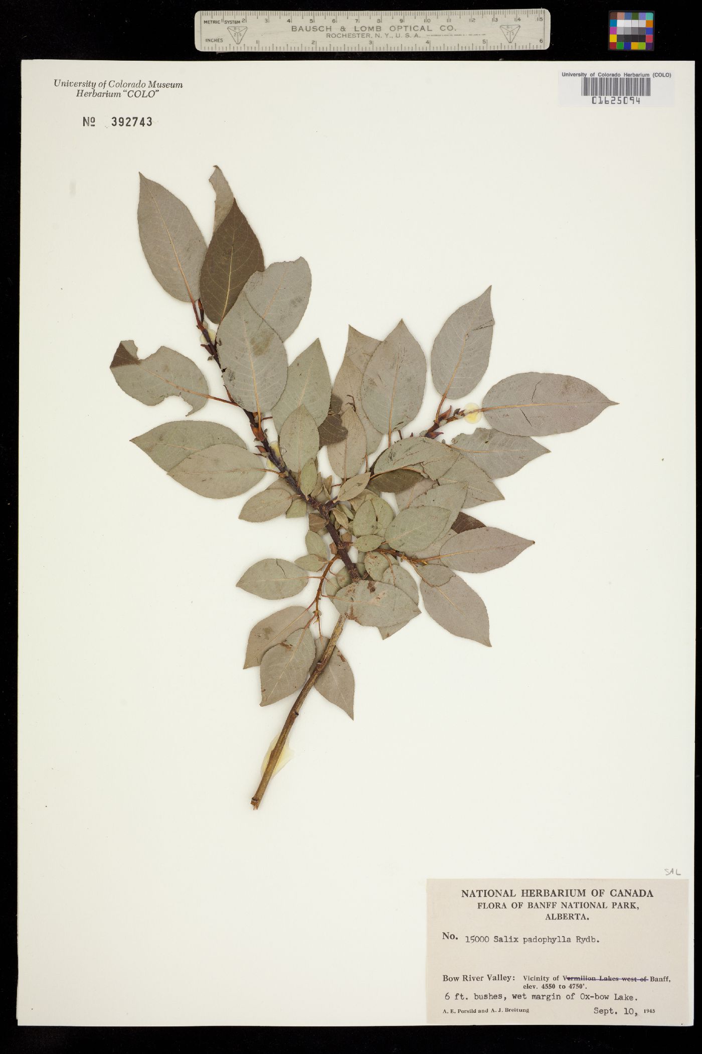 Salix padifolia image