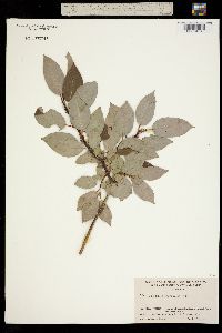 Image of Salix padifolia