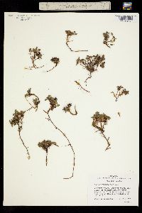 Salix rotundifolia image
